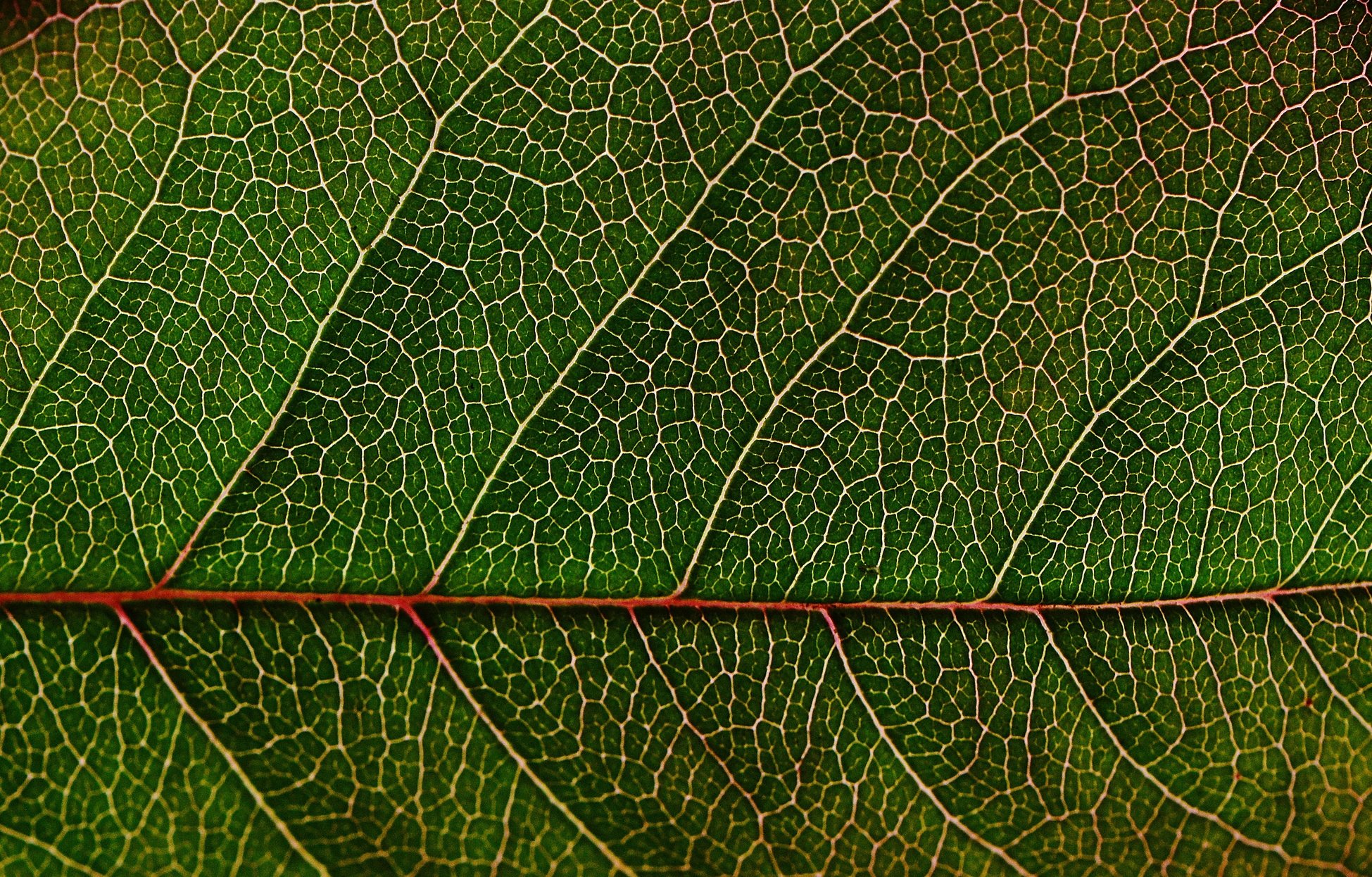 Green Leaf in Macro Photography